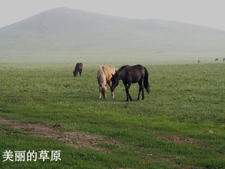 18维护生态平衡PPT五上_第5页