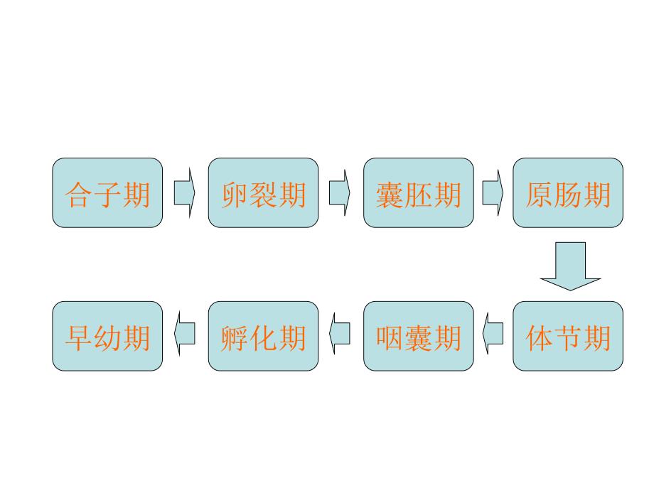 斑马鱼的发育历程_第2页