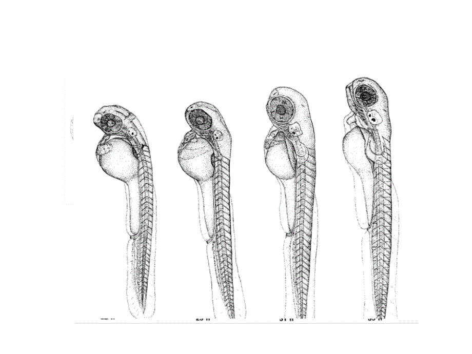 斑马鱼的发育历程_第3页