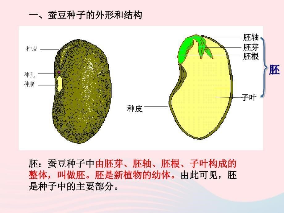 最新三年级科学下册二植物的生长4是什么在影响植物生长课件1_第5页