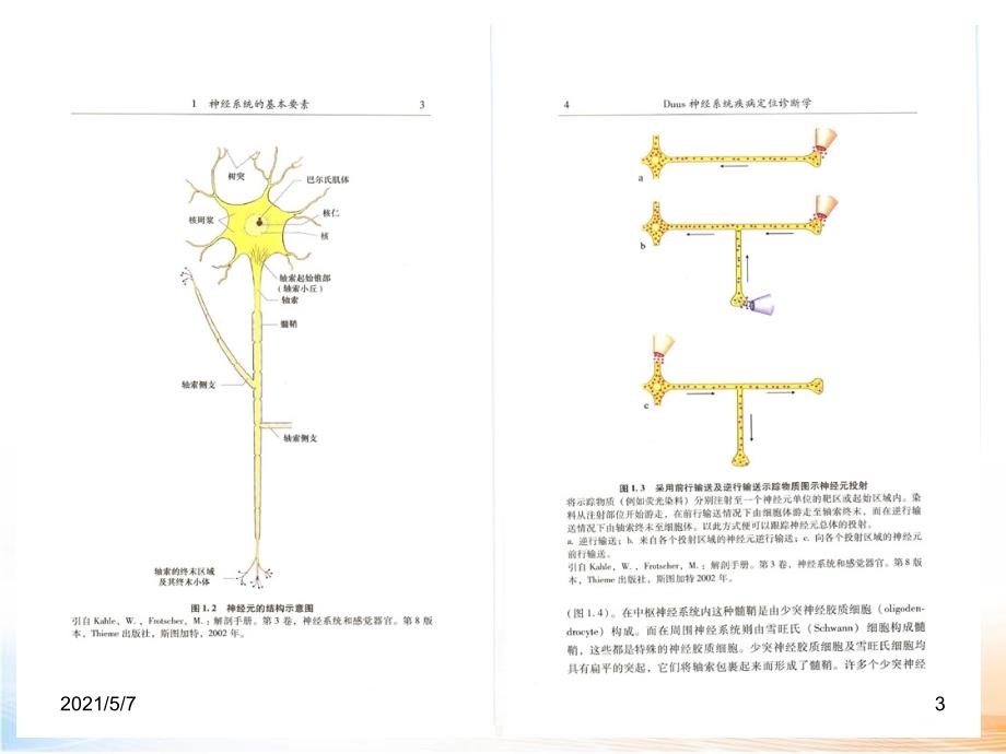 神经系统疾病神经系统的基本要素、感觉系统【课件PPT】_第3页