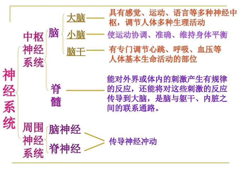 第二节神经系统的组成_第5页