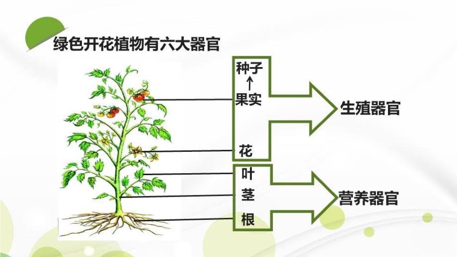 七上23植物体的结构层次_第4页