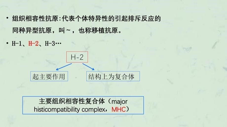 主要组织相容性抗原课件_第5页