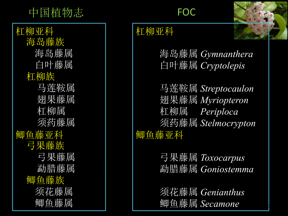 萝藦科植物简介PPT课件_第3页