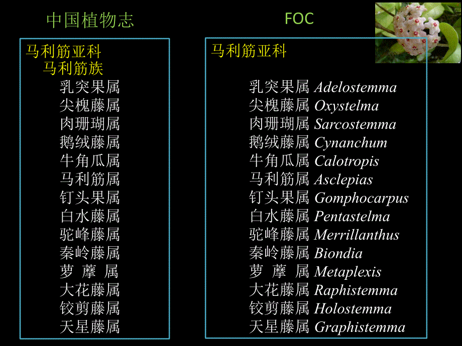 萝藦科植物简介PPT课件_第4页