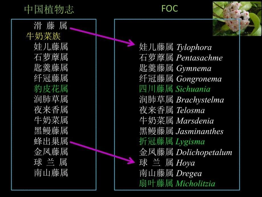 萝藦科植物简介PPT课件_第5页