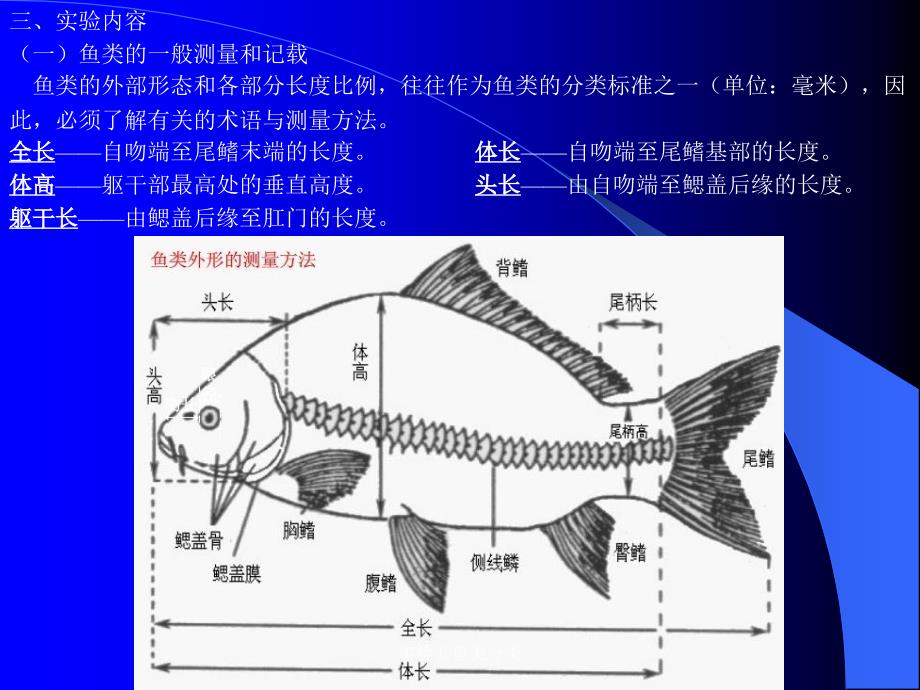 实验五鱼类分类课件_第3页