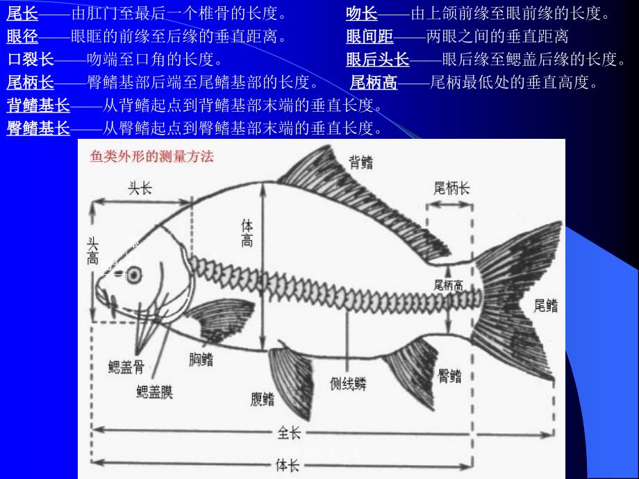 实验五鱼类分类课件_第4页