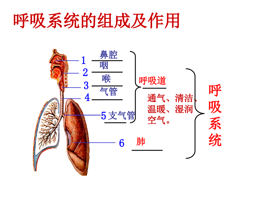 第三章第二节发生在肺内的气体交换_第2页