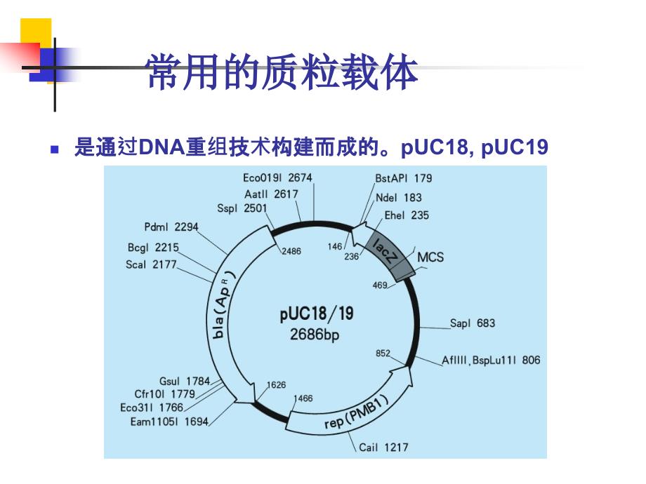 实验一质粒DNA的提取及检测_第3页