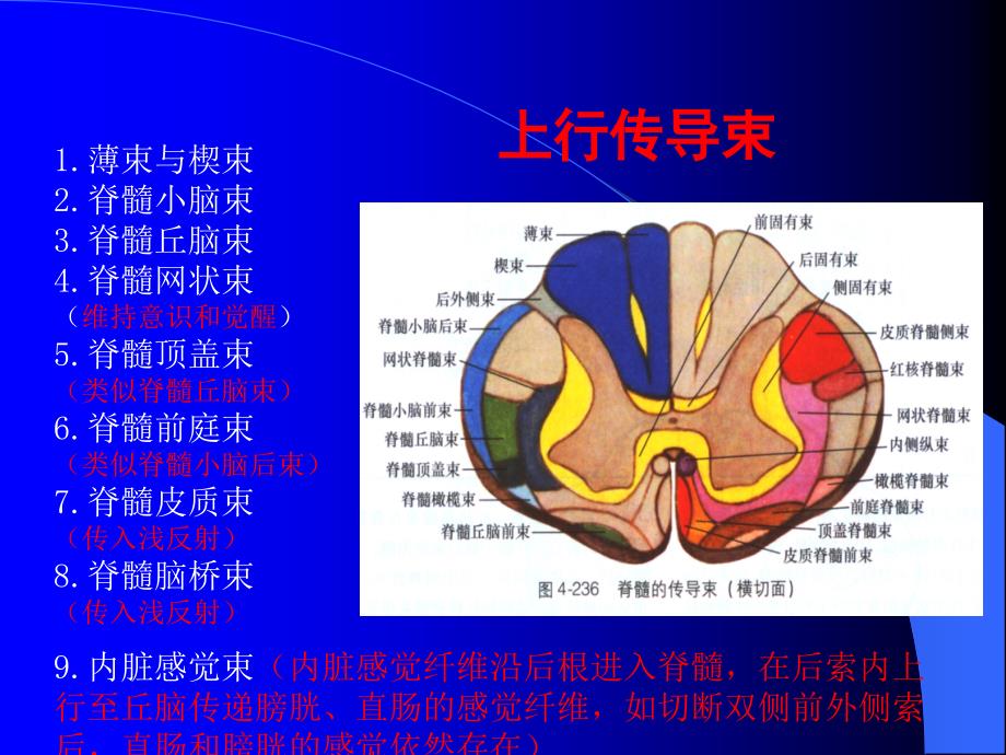 脊髓损伤康复.ppt_第3页