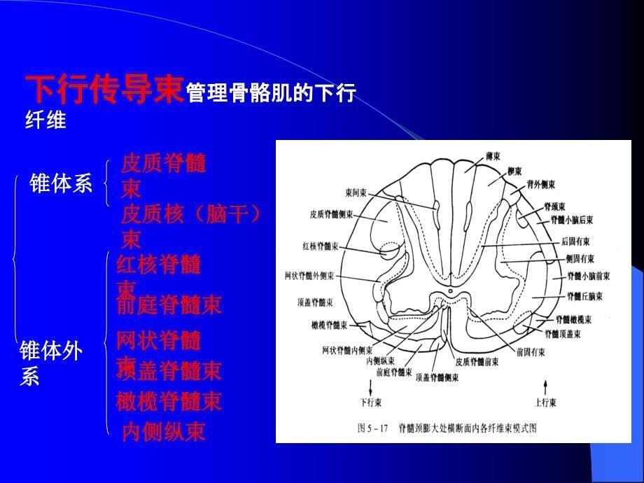 脊髓损伤康复.ppt_第5页