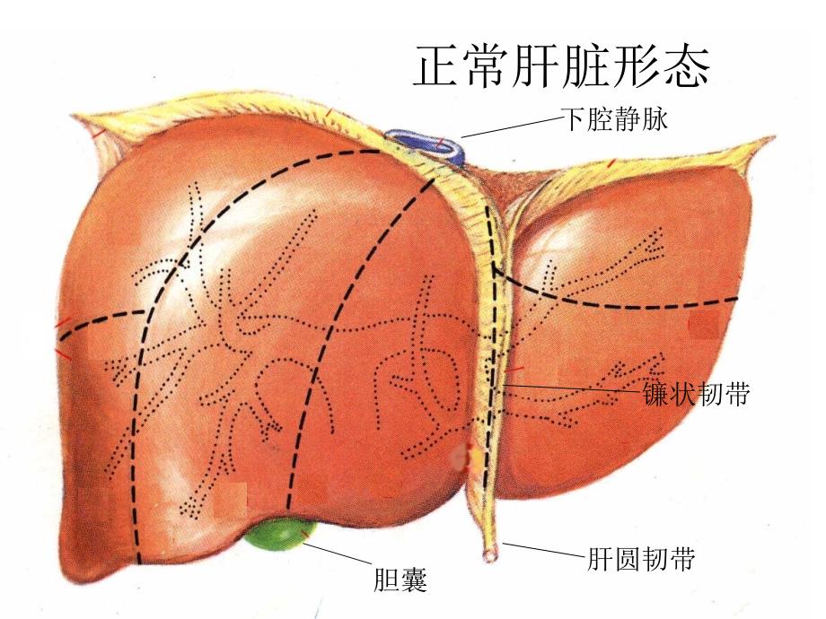 肝胆影像学诊断课件文档资料_第1页