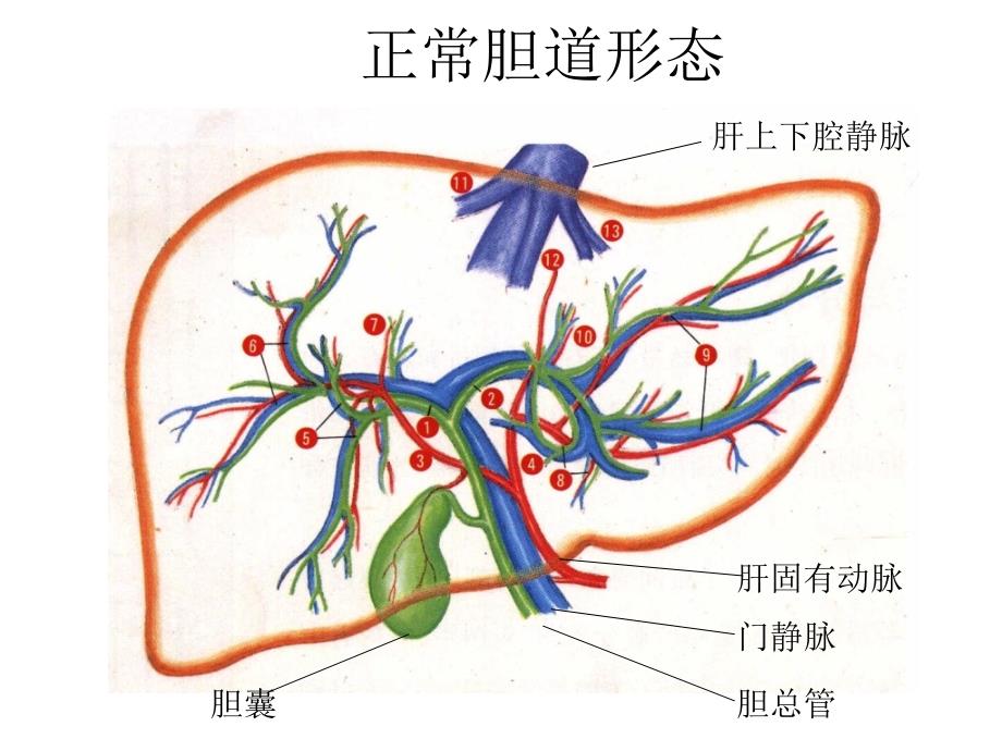 肝胆影像学诊断课件文档资料_第2页