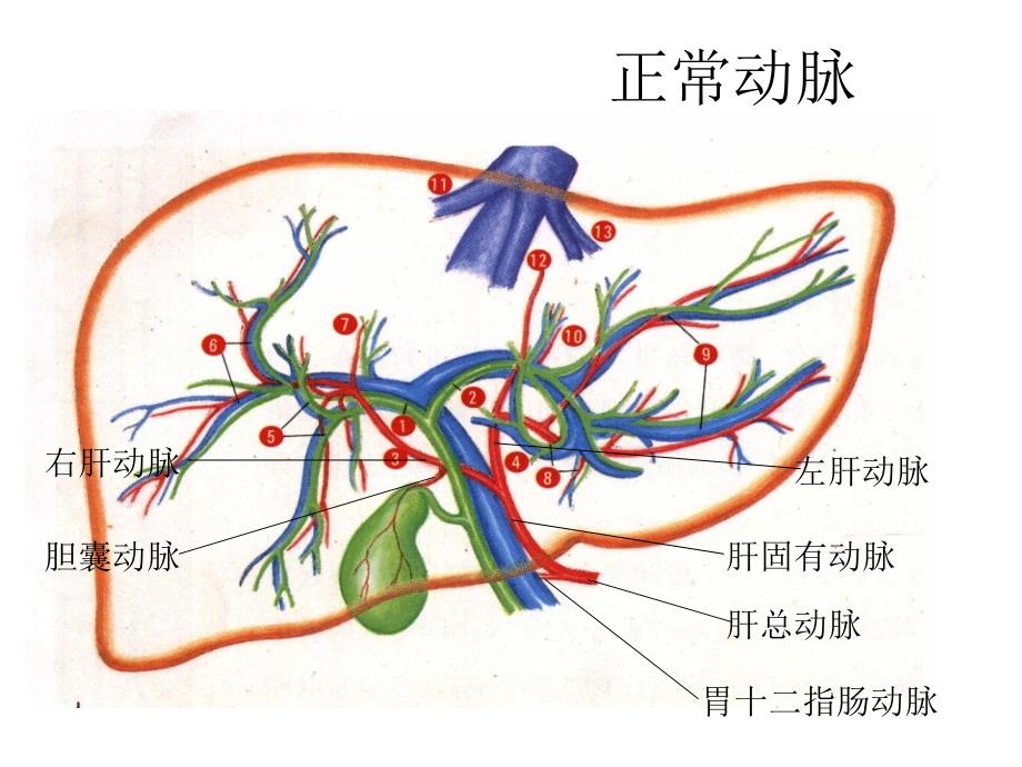 肝胆影像学诊断课件文档资料_第3页