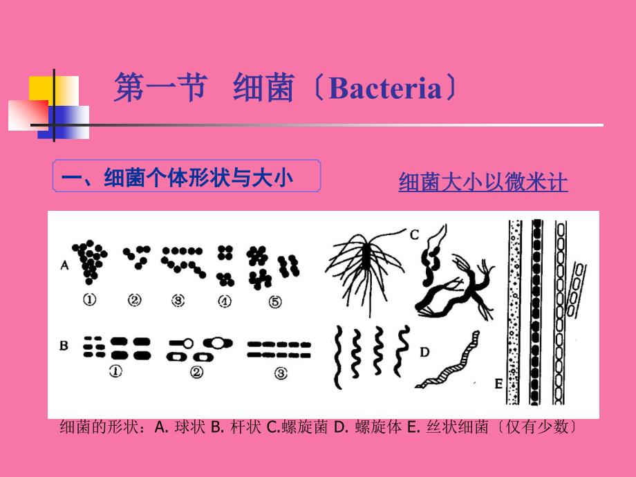 原核微生物细菌ppt课件_第2页