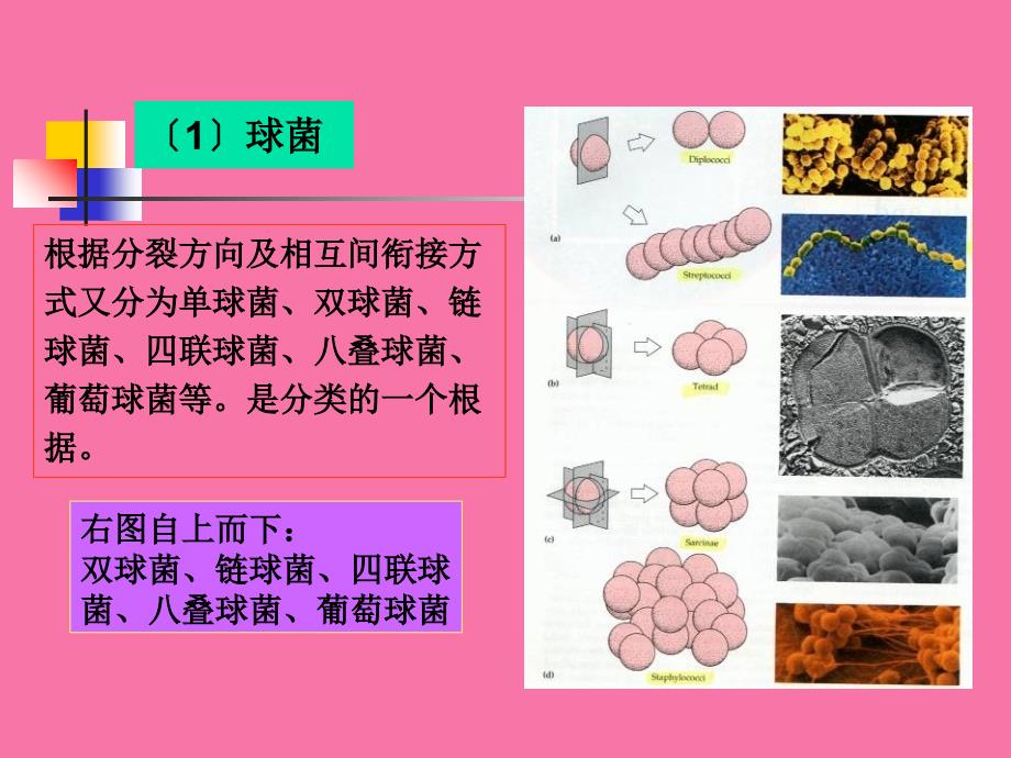 原核微生物细菌ppt课件_第3页