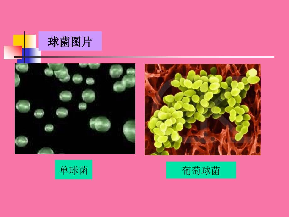 原核微生物细菌ppt课件_第4页