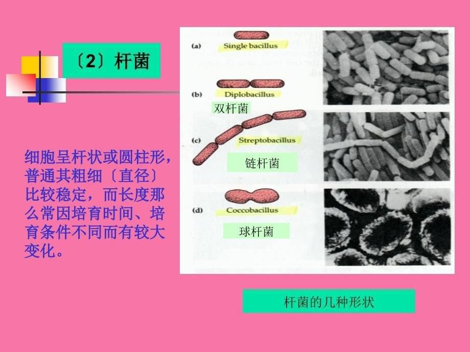 原核微生物细菌ppt课件_第5页