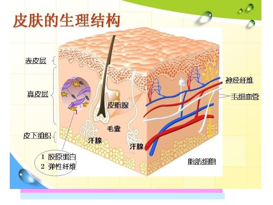 皮肤美容基础知识讲座_第5页