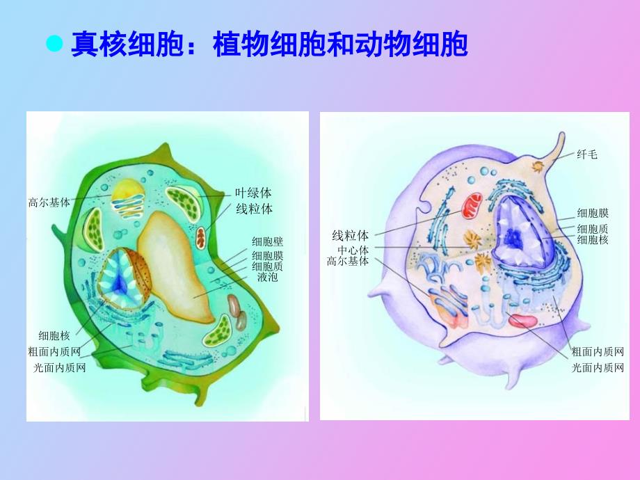 细胞的形态与结构_第4页