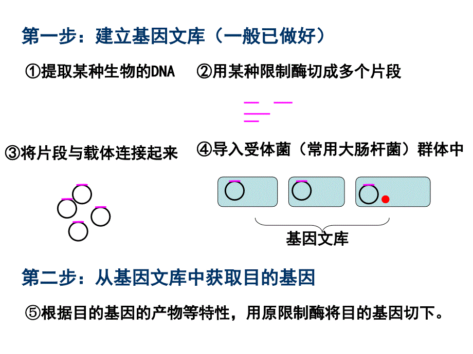 基因工程的基本操作步骤.ppt_第4页