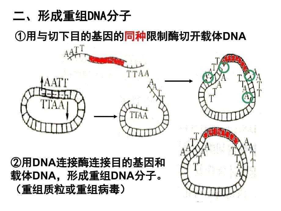 基因工程的基本操作步骤.ppt_第5页