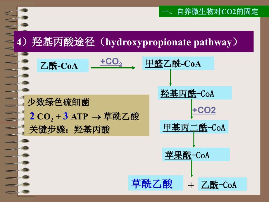 微生物学：第六章 微生物代谢第二节_第3页