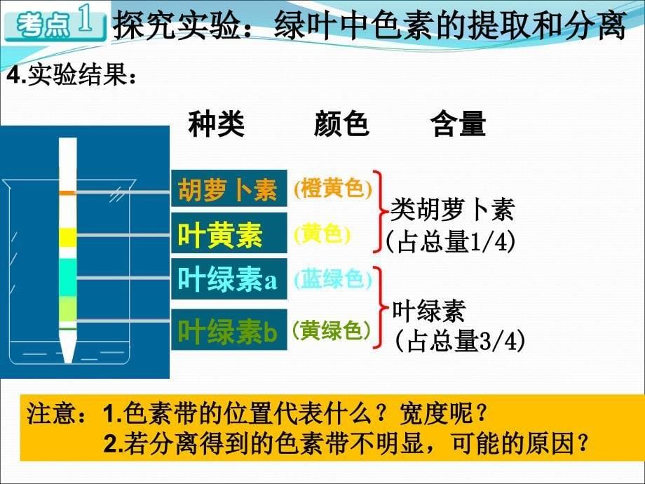 高考生物一轮复习课件能量之源光与光合作用_第5页