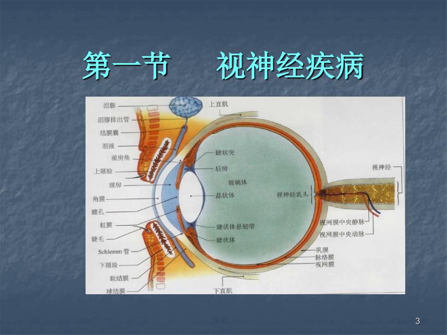 视神经及视路疾病优秀课件_第3页