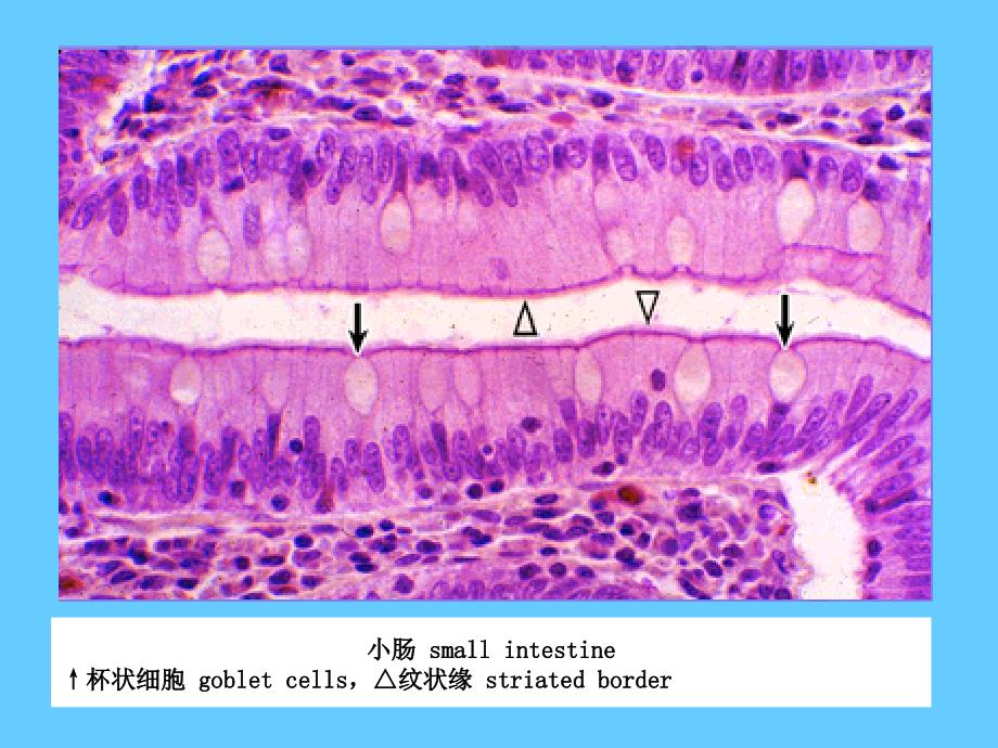 组织学与胚胎学图片考试PPT_第2页