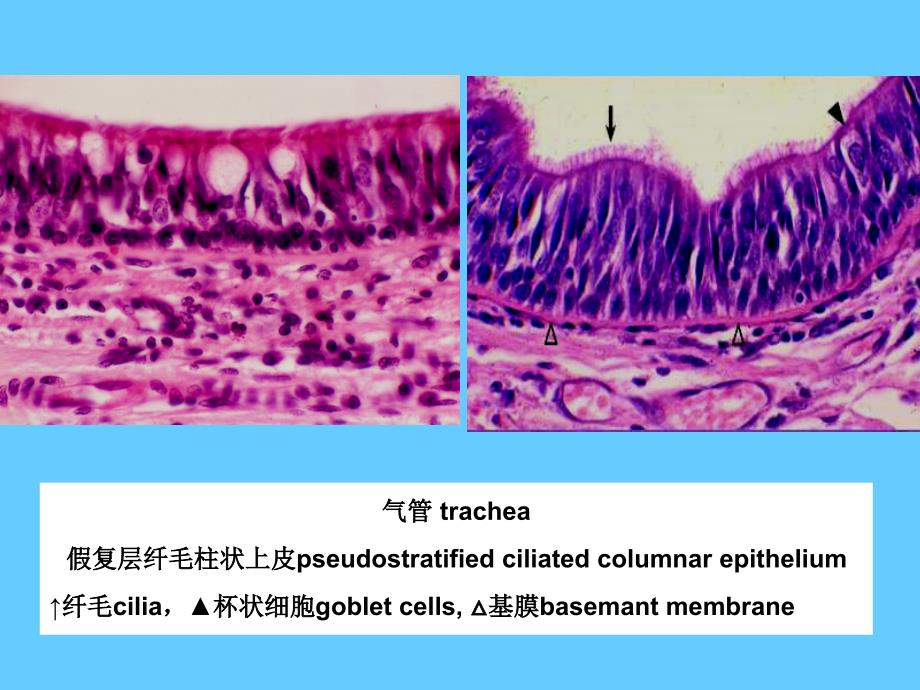 组织学与胚胎学图片考试PPT_第3页