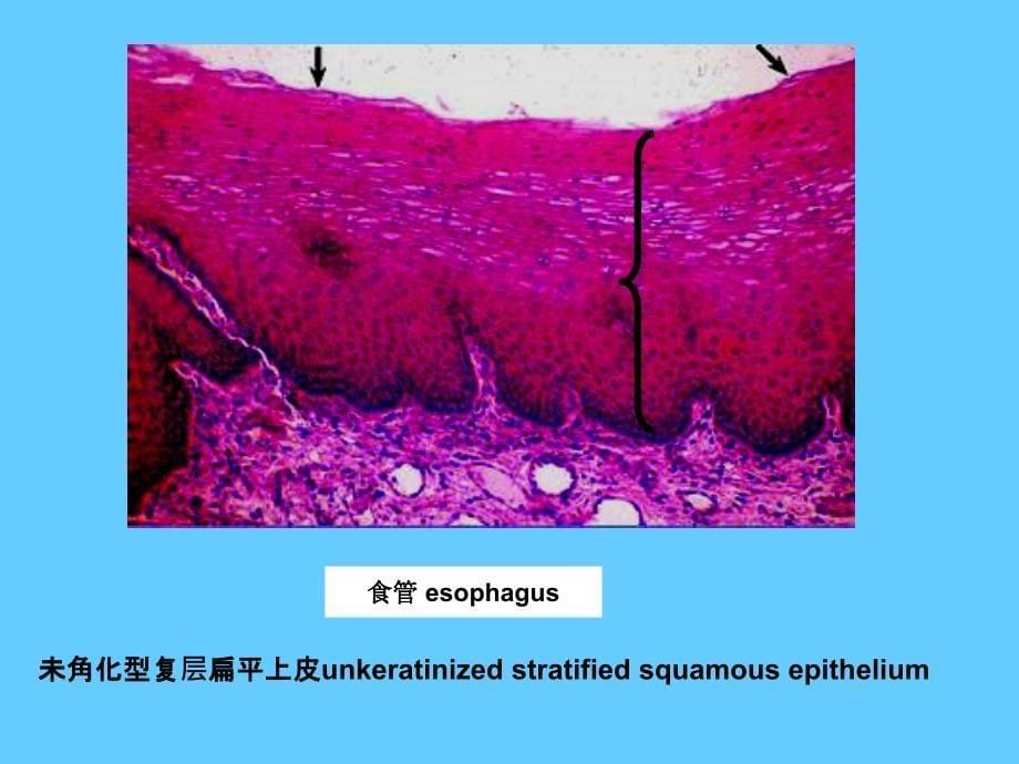 组织学与胚胎学图片考试PPT_第5页