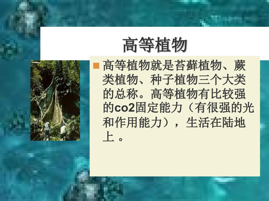 高等植物与低等植物的区别_第2页