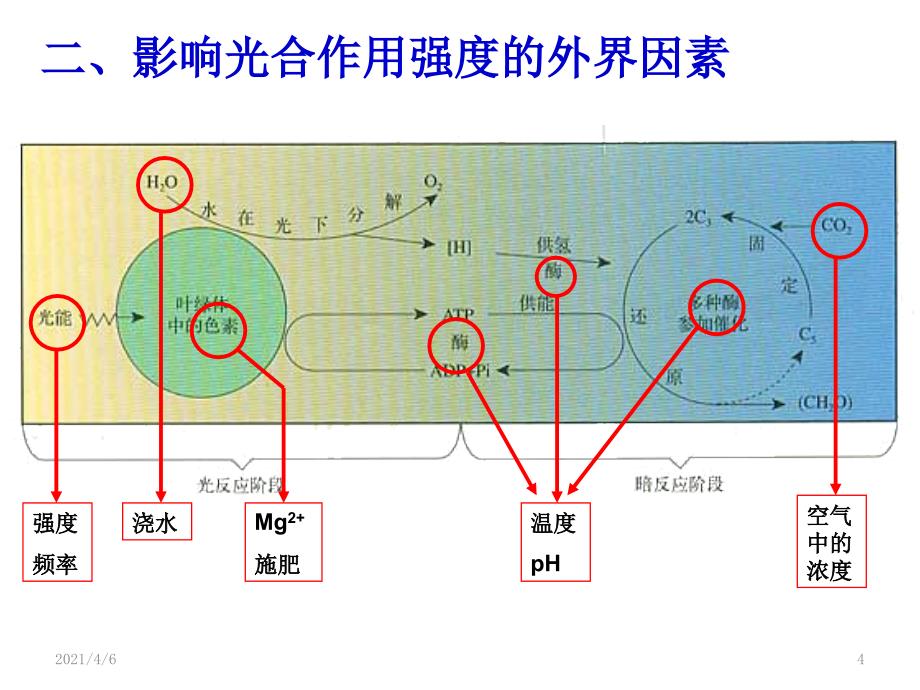 影响光合作用的因素推荐文档资料_第4页