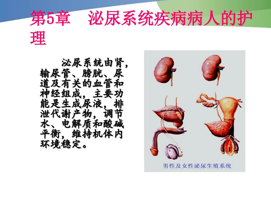 泌尿系统疾病病人护理优质材料_第2页