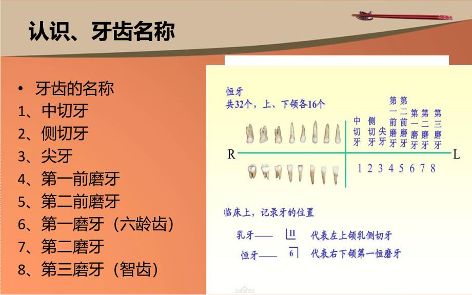 口腔产品知识及牙周病_第2页