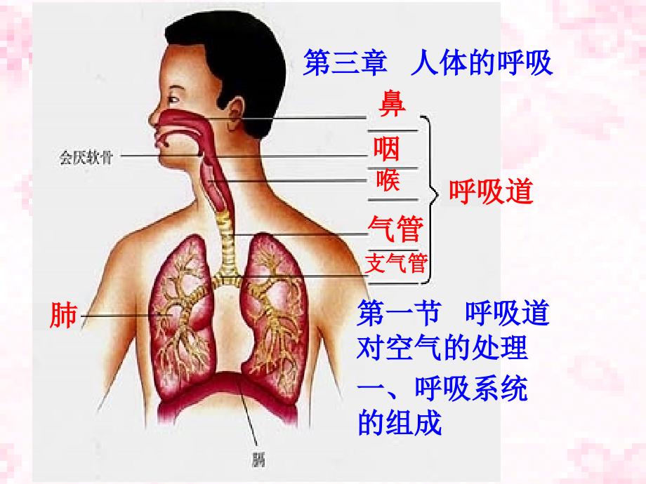 七下四单三章一节呼吸道对空气的处理_第1页