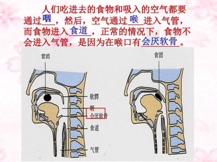 七下四单三章一节呼吸道对空气的处理_第5页