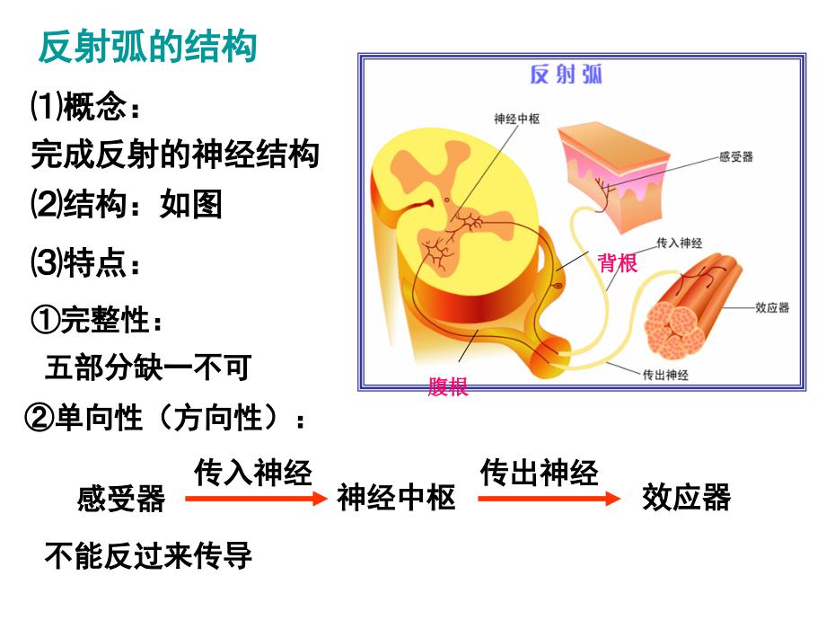 第二节反射活动的基本原理课件_第3页