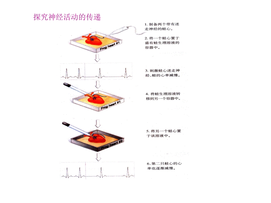 第二节反射活动的基本原理课件_第4页