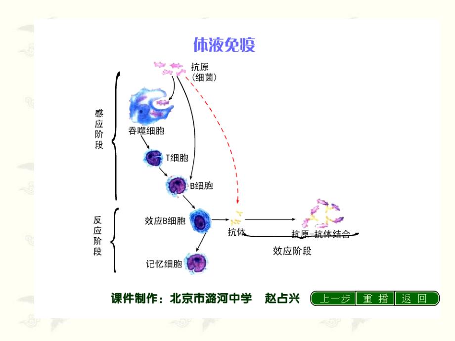 免疫调节第二课时公开课课件_第4页