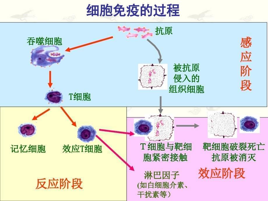 免疫调节第二课时公开课课件_第5页