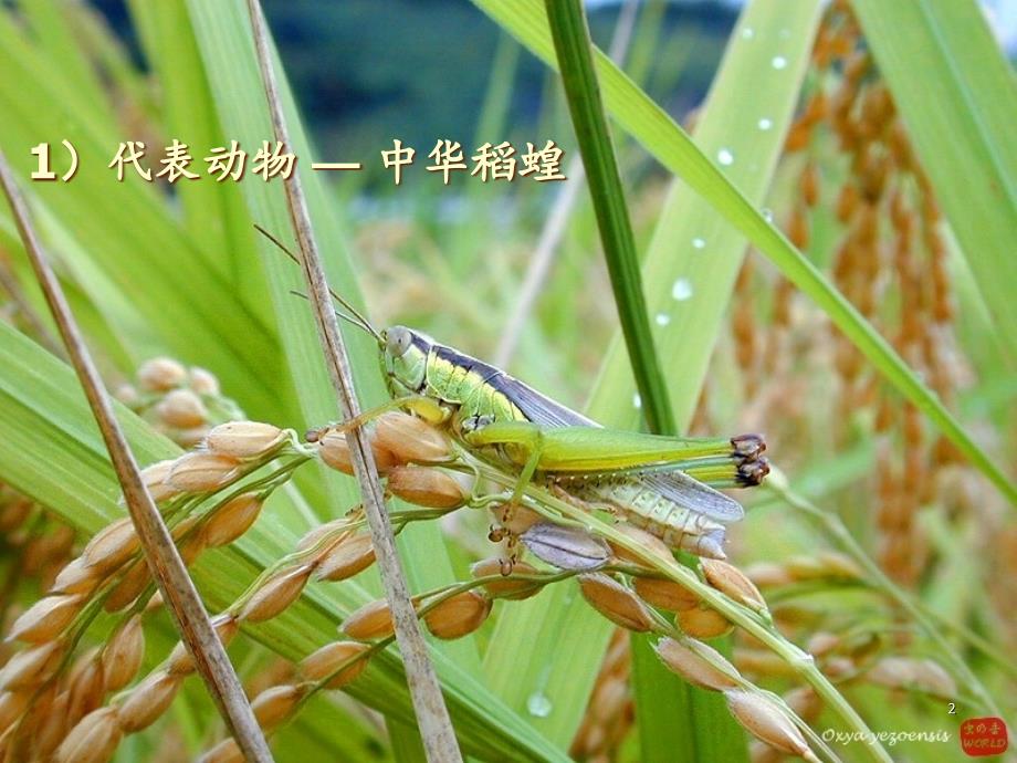 普通动物学节肢动物门下分享资料_第2页