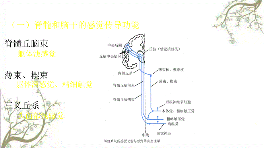 神经系统的感觉功能与感觉器官生理学_第2页