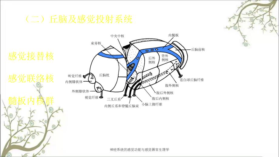 神经系统的感觉功能与感觉器官生理学_第3页