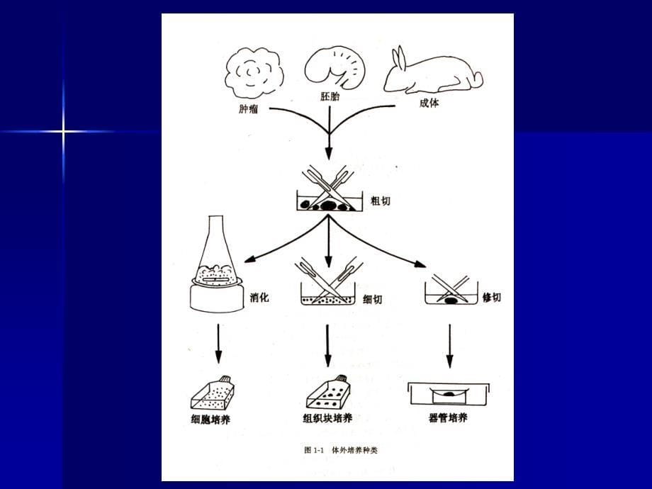 《组织培养概述》PPT课件.ppt_第5页