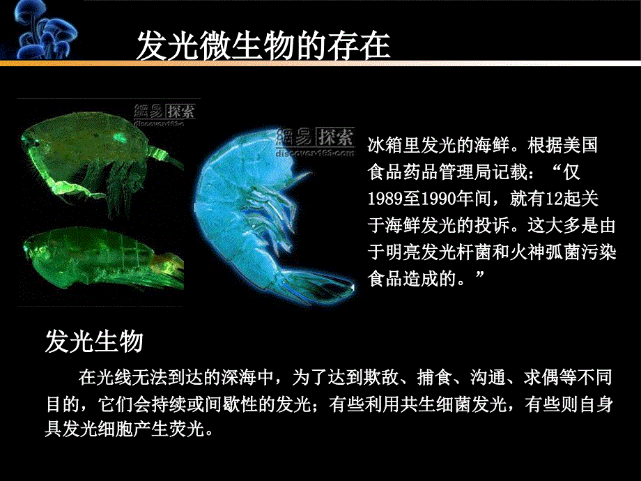 《发光微生物》PPT课件_第4页