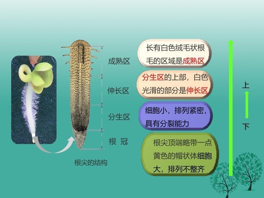 七年级生物上册 第三单元 2.2 植株的生长课件 新版新人教版_第5页